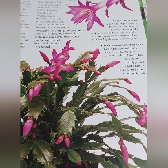 PLANT, The Ultimate Visual Reference to Plants and Flowers of the World - Picture 5 of 7